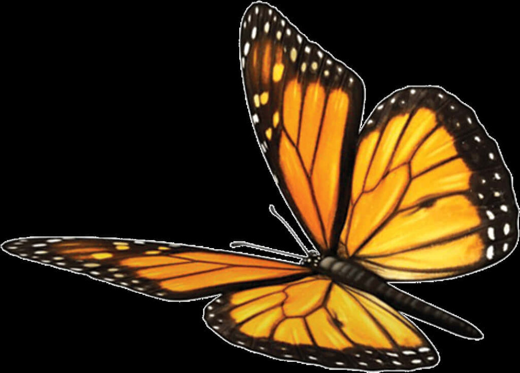 Vibrant Monarch Butterfly PNG Wallpaper: Intricate Orange & Black Patterns