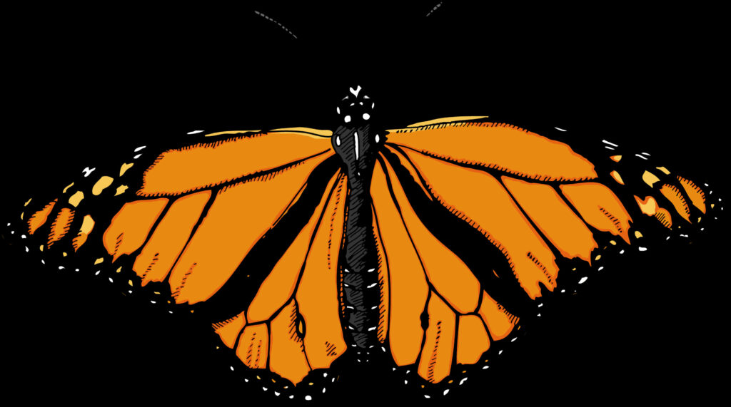 Vibrant Monarch Butterfly Wallpaper Background - Iconic Orange & Black