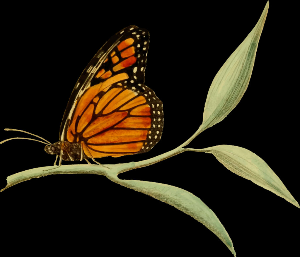 Vivid Monarch Butterfly Illustration on Green Plant - Stunning Wallpaper