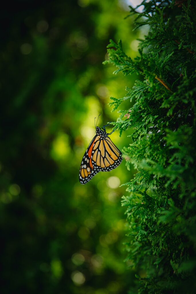 Monarch Butterfly on Green Branch - Vibrant Nature Wallpaper