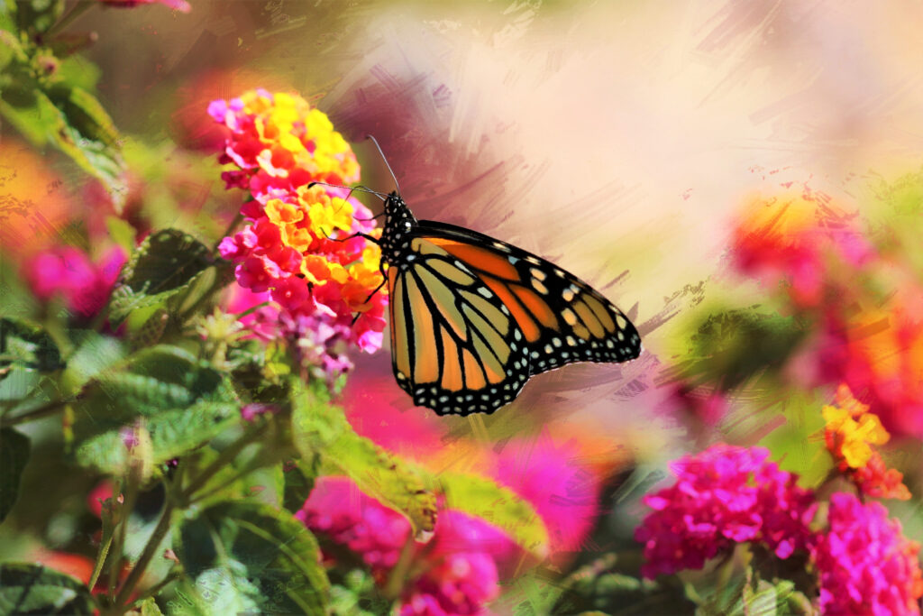 Vibrant Monarch Butterfly Wallpaper: Colorful Macro Flower Details