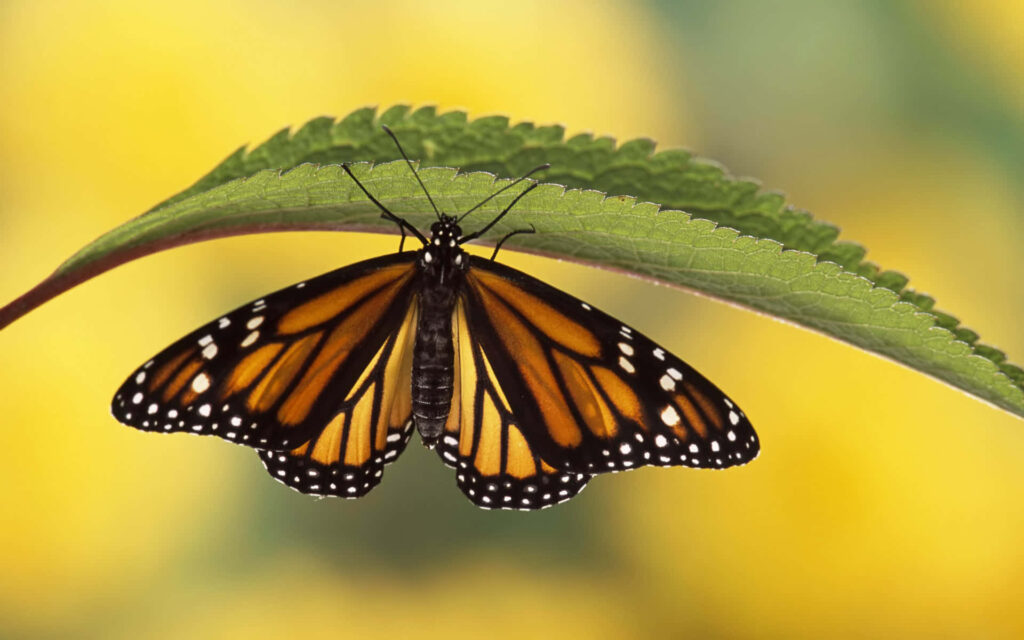 Vibrant Monarch Butterfly on Green Twig - Nature Wallpaper Background