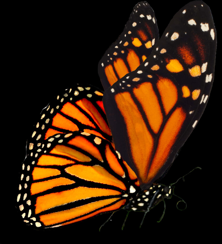 Vibrant Monarch Butterfly Wallpaper: Stunning Orange & Black Design