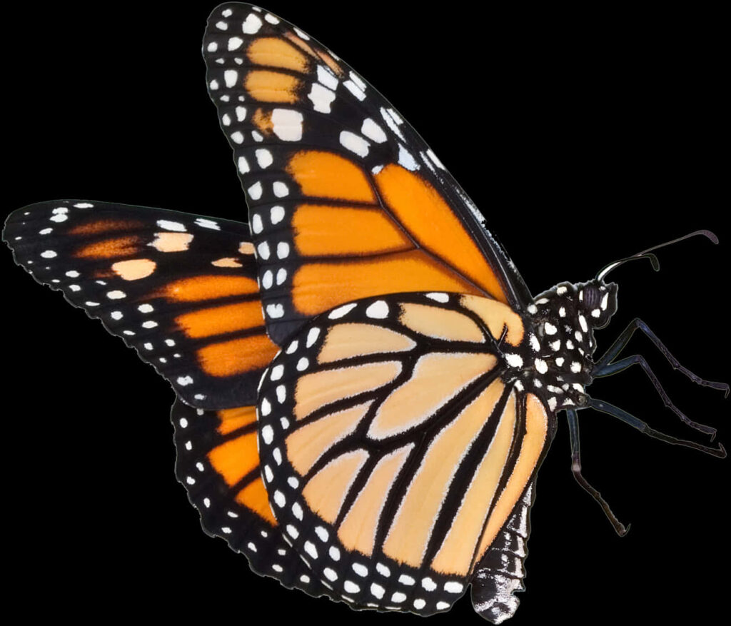 Vibrant Monarch Butterfly Wallpaper: Orange & Black Pattern Design