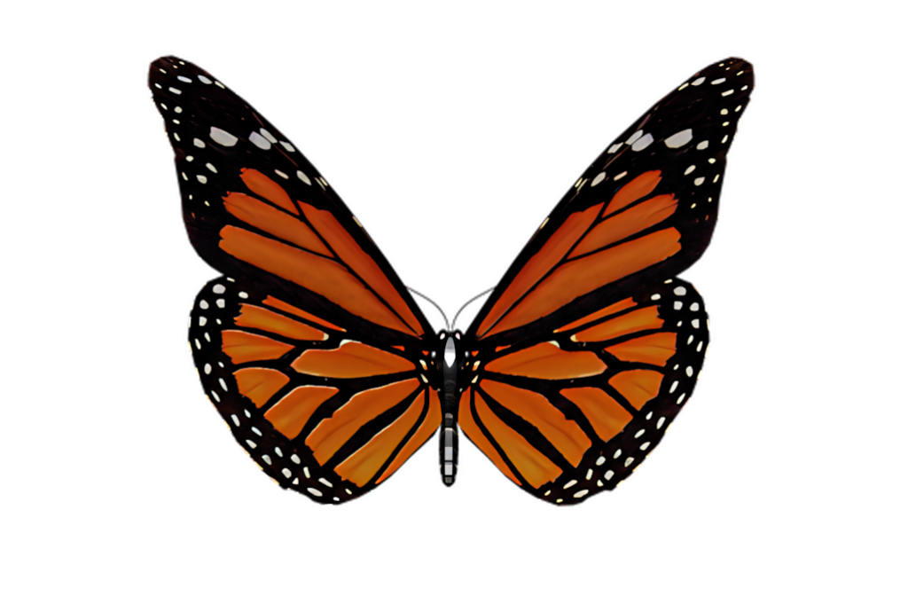 Stunning Monarch Butterfly Wallpaper: Vibrant Orange & Black Design