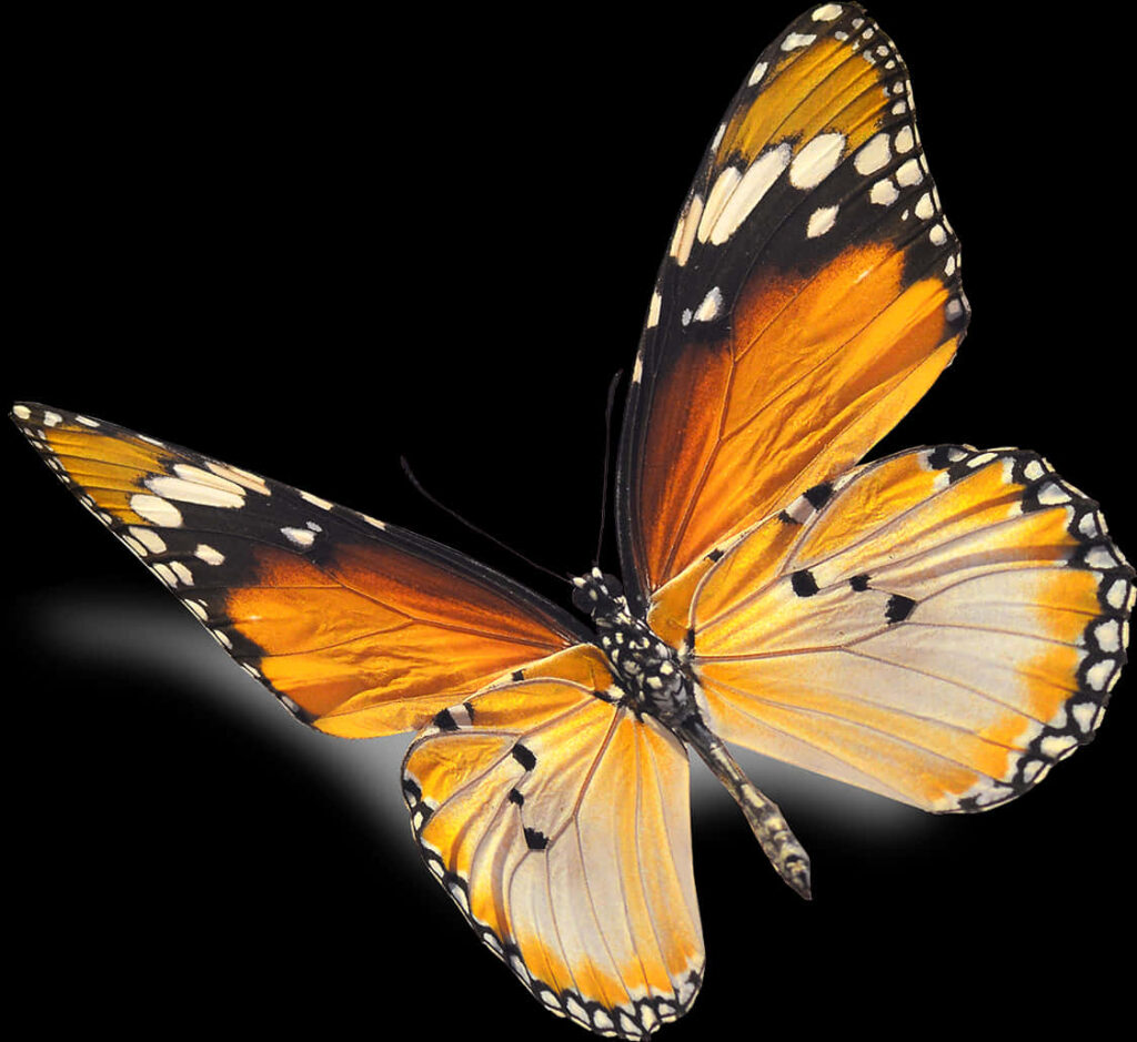 Vibrant Monarch Butterfly Wallpaper: Striking Orange & Black Design