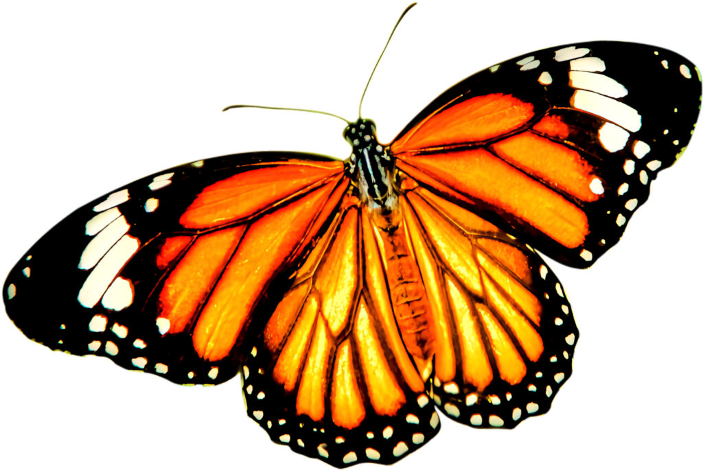 Vibrant Monarch Butterfly Wallpaper: Striking Orange & Black Design