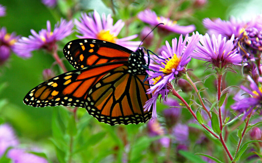 Stunning Monarch Butterfly on Purple Flower - Lush Wallpaper Background