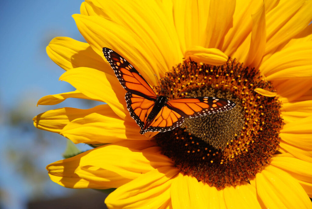 Vibrant Monarch Butterfly on Yellow Sunflower - Nature Background Wallpaper