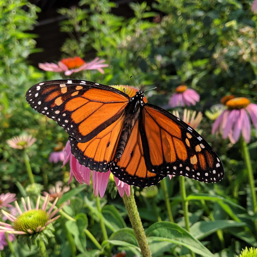Vibrant Monarch Butterfly Wallpaper: Colorful Flower & Lush Background