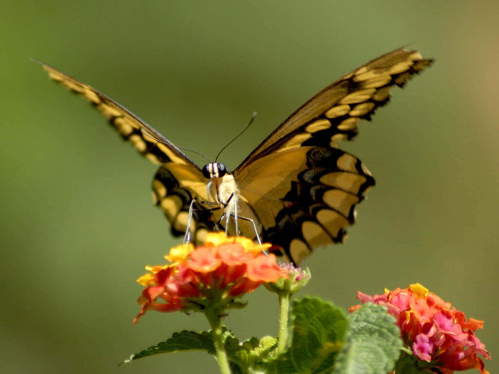 Vibrant Monarch Butterfly Wallpaper: Colorful Flowers & Nature Charm