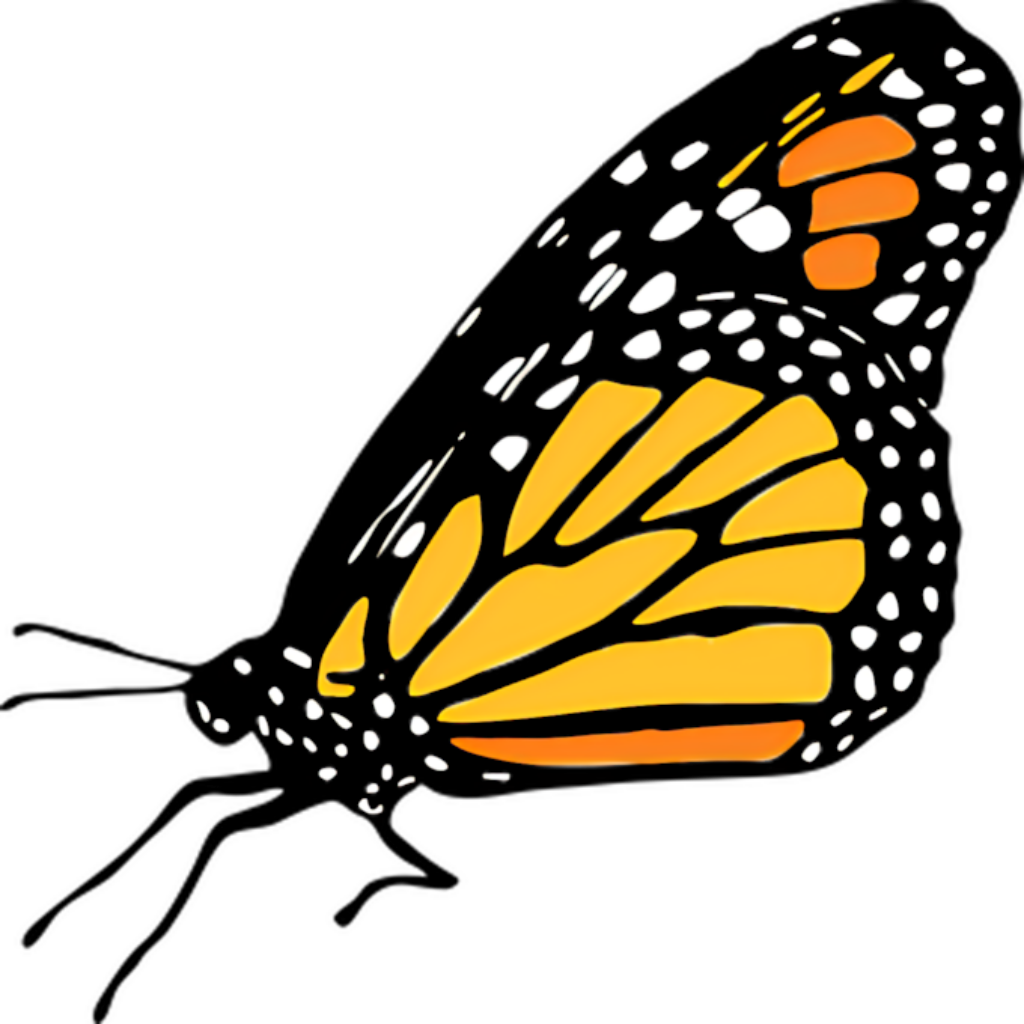 Vibrant Monarch Butterfly Wing Art - Bold Black Wallpaper Design