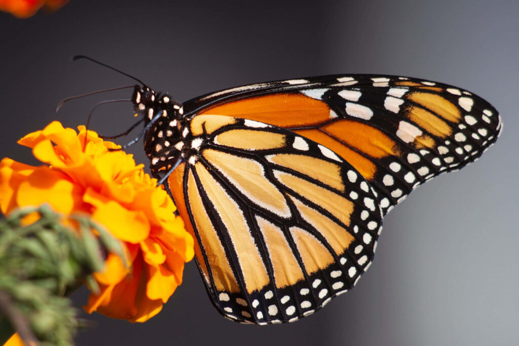 Stunning Monarch Butterfly on Bright Orange Flower - Wallpaper Background