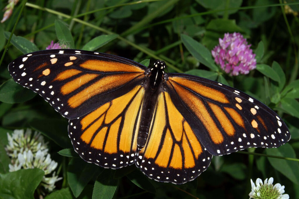 Vibrant Monarch Butterfly on Blossoms - Lush Green Wallpaper Background