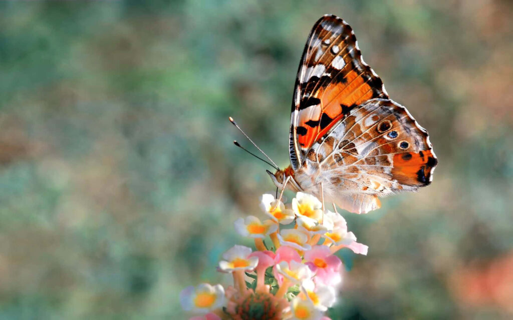 Vibrant Monarch Butterfly on Colorful Flowers - Wallpaper Background