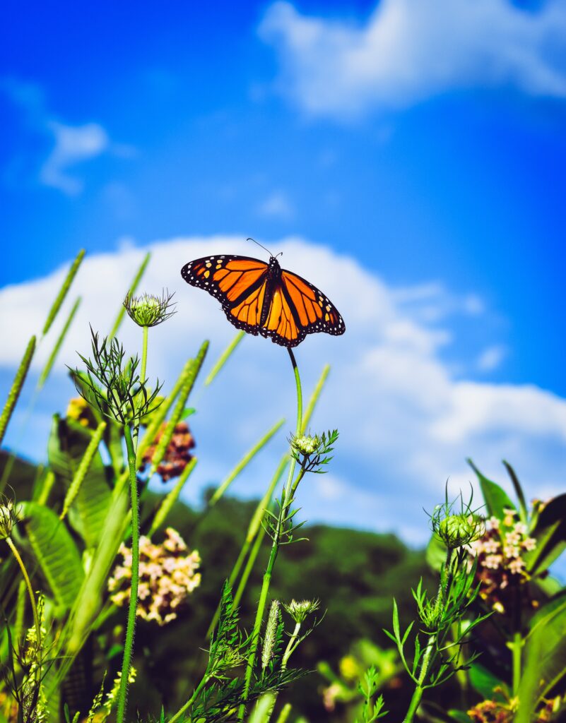 Vibrant Monarch Butterfly Wallpaper: Intricate Beauty in Nature