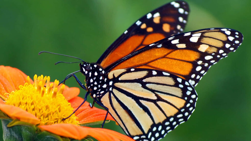 Vibrant Monarch Butterfly on Orange Flower - Nature Wallpaper