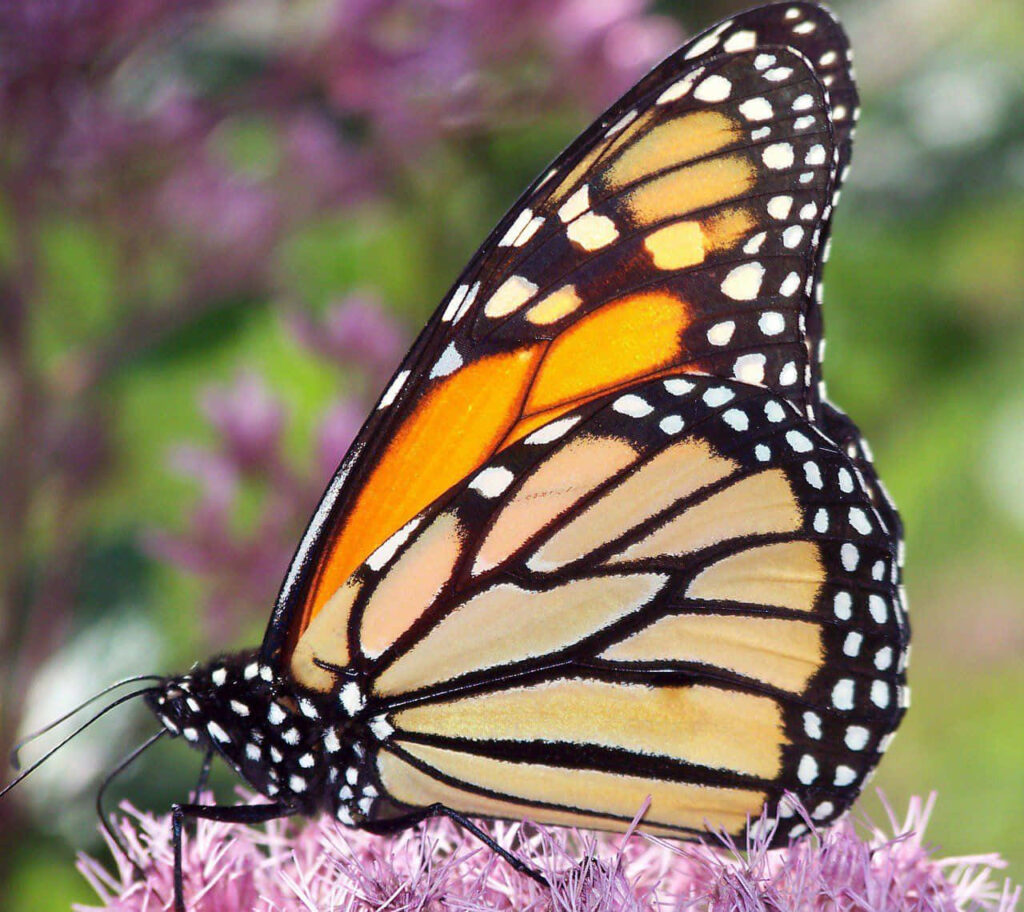 Vibrant Monarch Butterfly on Pink Flower - Nature Wallpaper Background