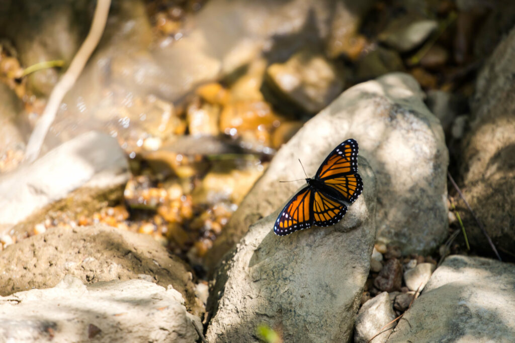 Vibrant Monarch Butterfly on Stone - Nature Wallpaper Background