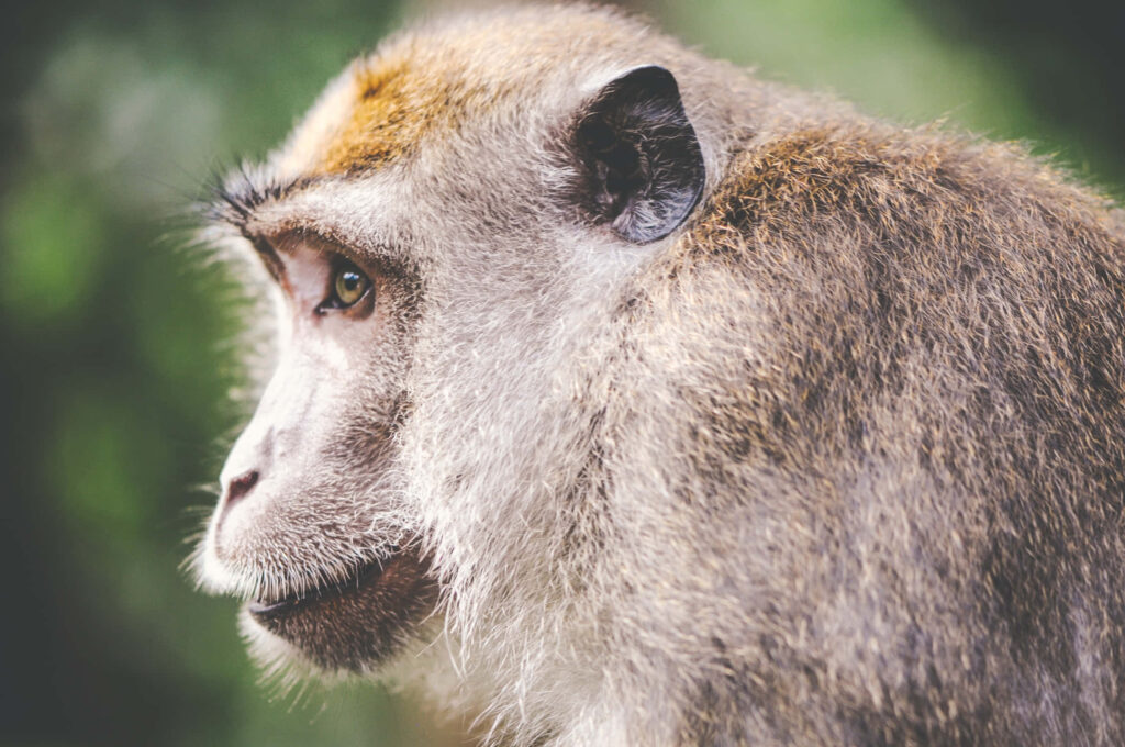 Close-Up Monkey Wallpaper: Expressive Face & Nature Background