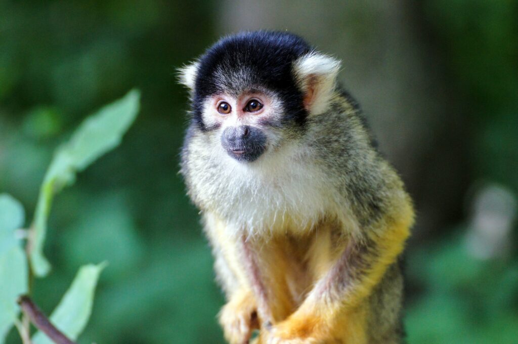 Vibrant Monkey Wallpaper: Colorful Fur & Lush Green Background