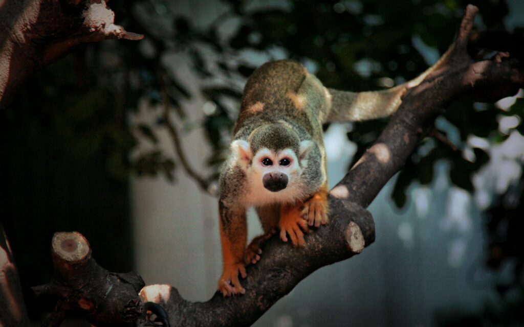 Curious Monkey Wallpaper: Vibrant Fur on Lush Green Background