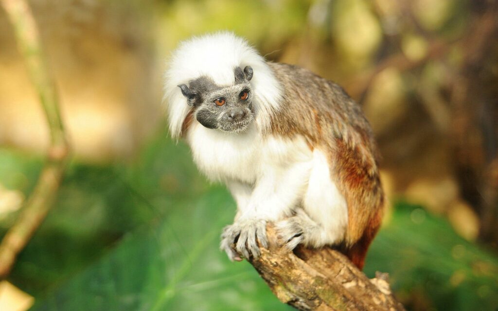 Curious Monkey on Rock: Vibrant 1920x1200 Nature Wallpaper
