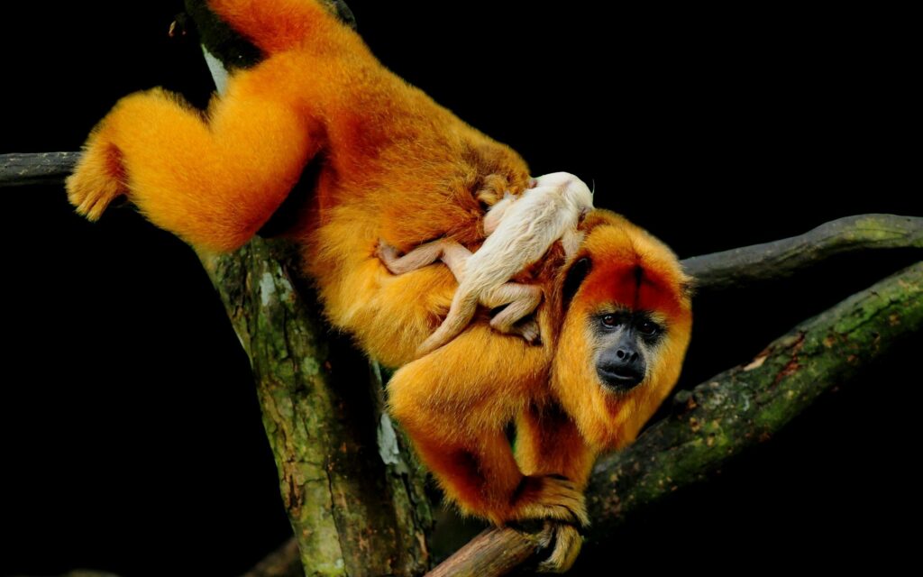 Vibrant Monkey and Baby Climbing Tree - Nature Bond Wallpaper