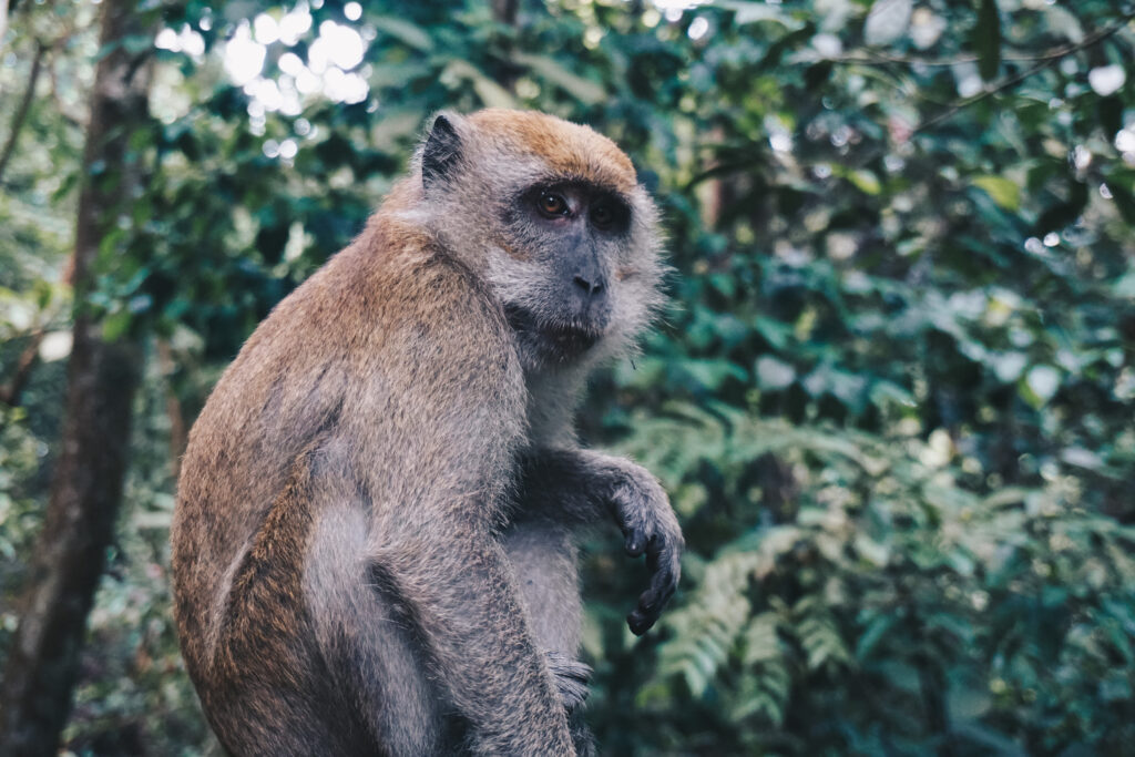Calm Monkey Close-Up: Lush Green Forest Wallpaper Background