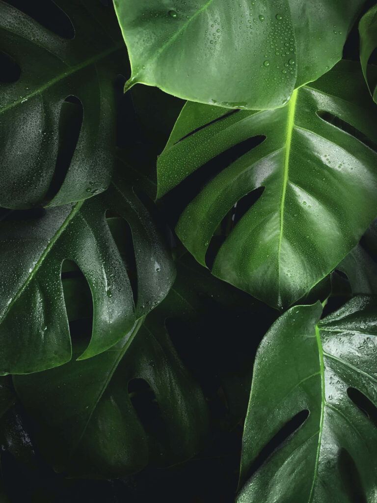 Vibrant Monstera Deliciosa Wallpaper: Lush Green Leaf Texture