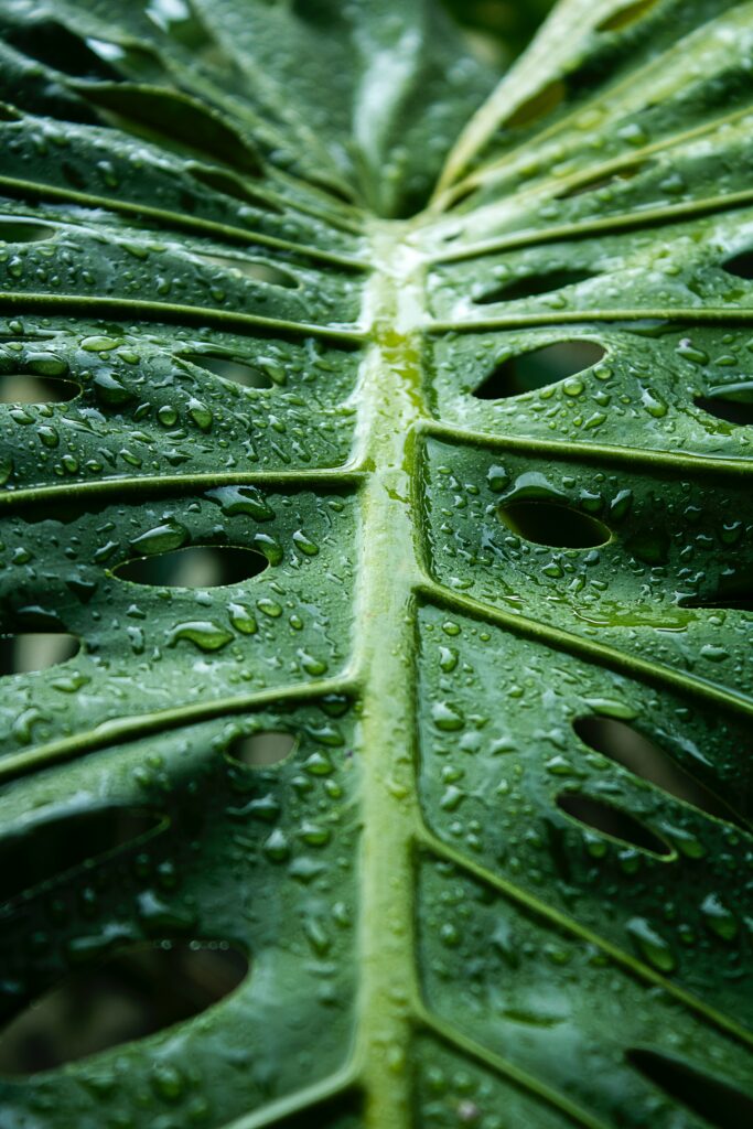 Vibrant Monstera Leaf Macro with Water Droplets - Nature Wallpaper