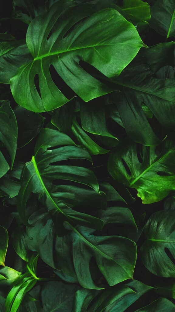 Tropical Monstera Leaves Wallpaper: Lush Green Background Design
