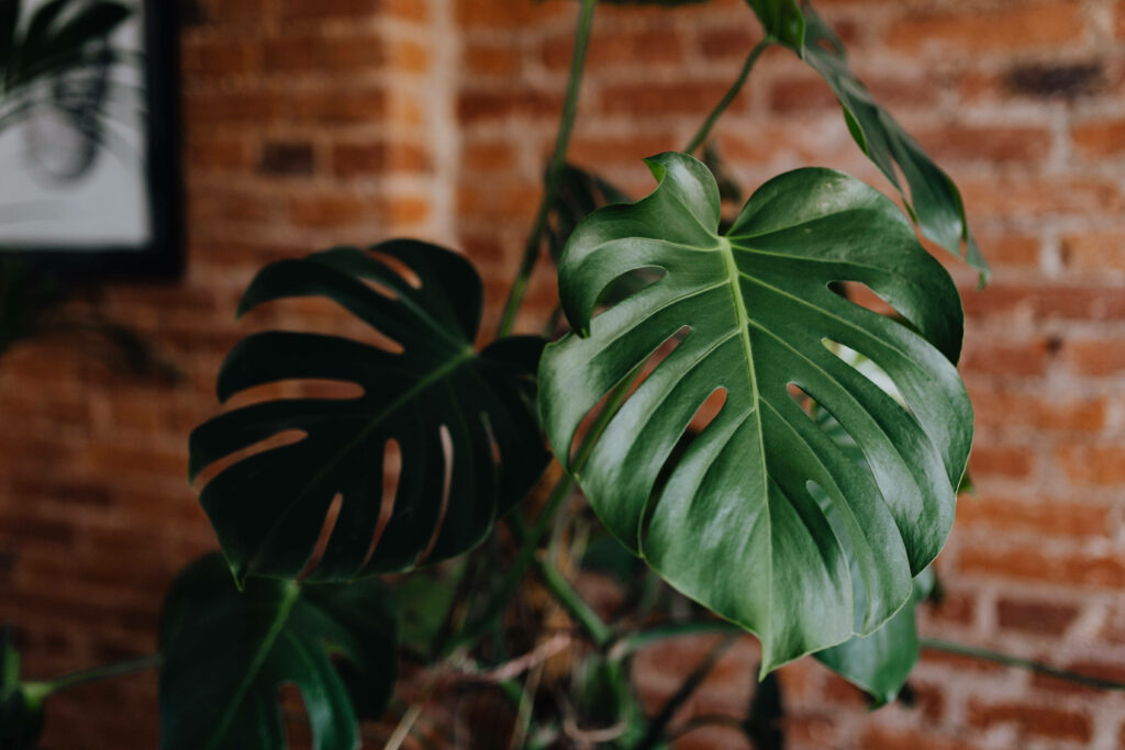 Vibrant Monstera Leaves Wallpaper: Nature Meets Rustic Brick