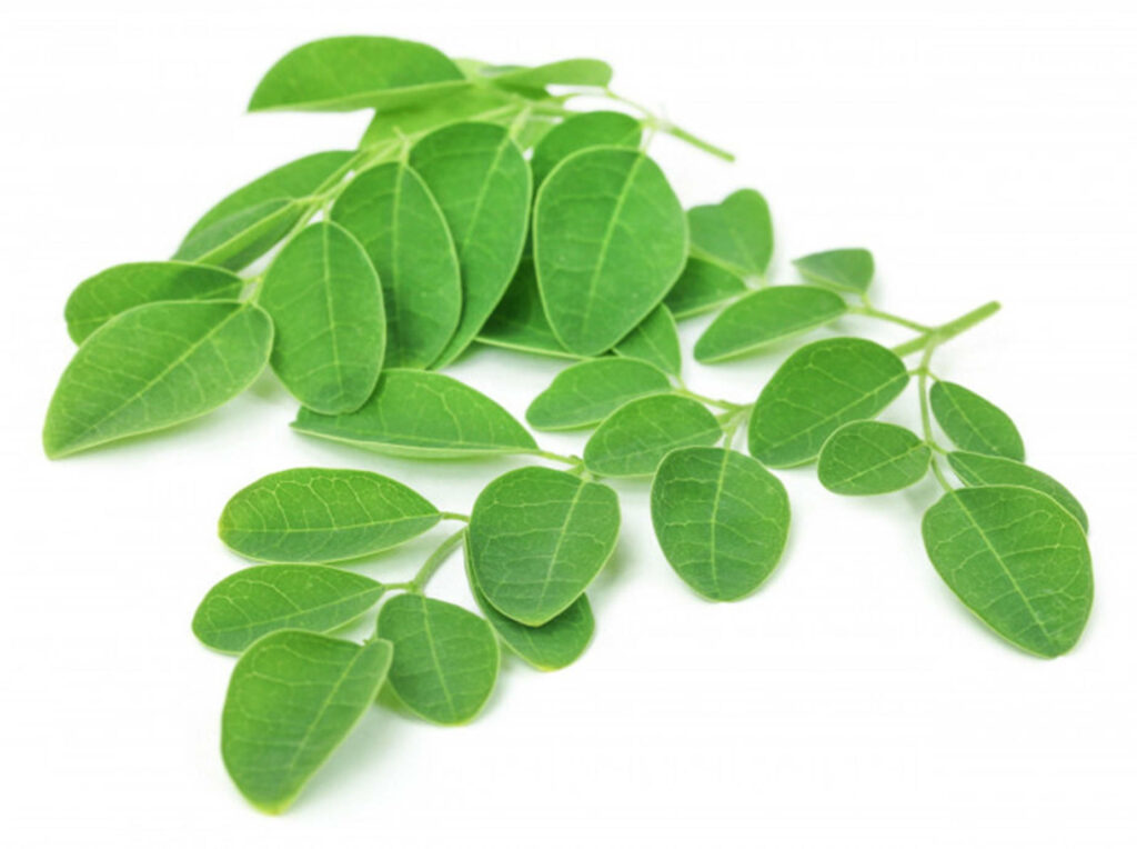 Vibrant Moringa Leaves Wallpaper: Natural Beauty & Nutritional Power