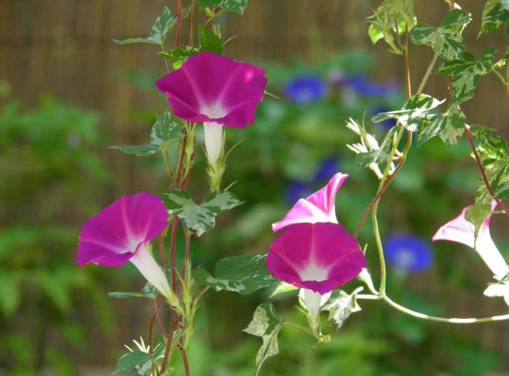 Vibrant Morning Glory Flowers on Lush Green Background Wallpaper