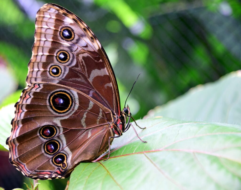 Vibrant Morpho Peleides Butterfly Wallpaper with Stunning Patterns