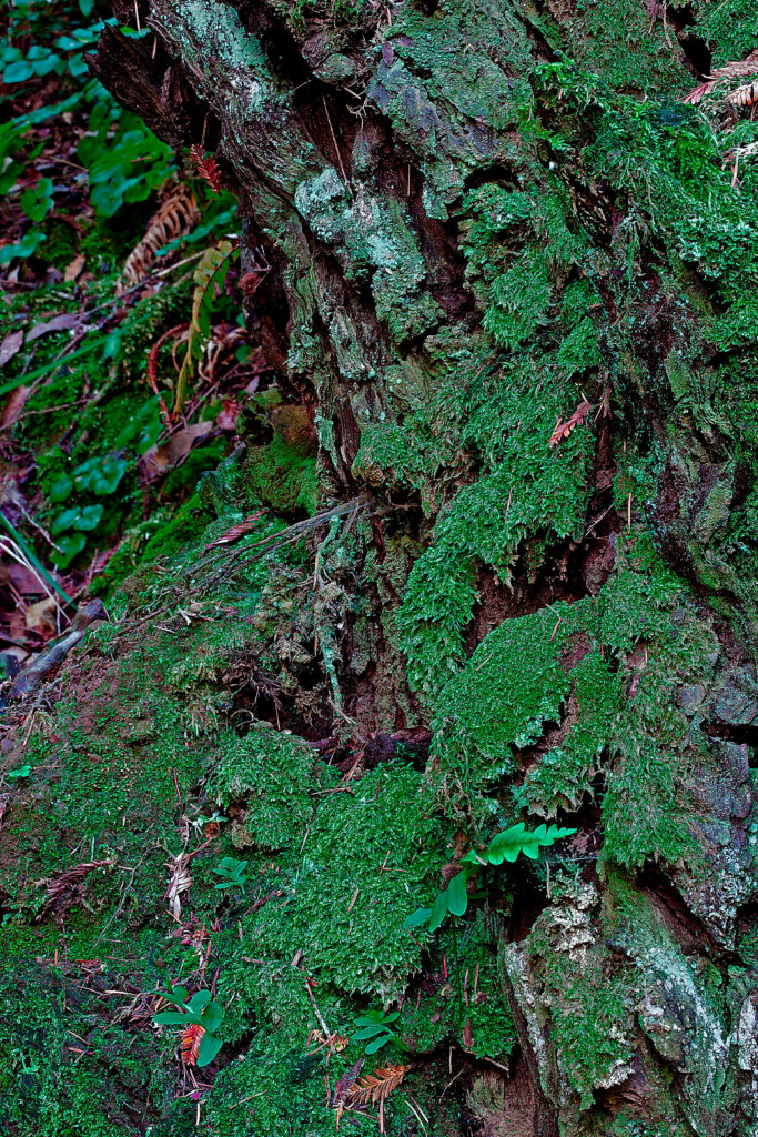 Lush Green Tree Bark with Moss: Nature's Intricate Details Wallpaper