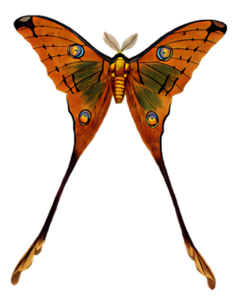 Vibrant Moth Illustration: Intricate Patterns in Warm Orange Wallpaper