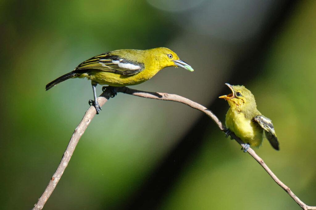 Vibrant Wallpaper: Mother Iora Bird Feeds Eager Chick on Branch