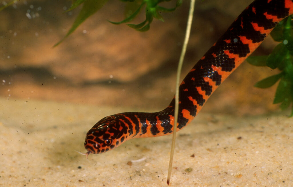Vibrant Mud Snake Wallpaper: Striking Black & Red Aquarium Background