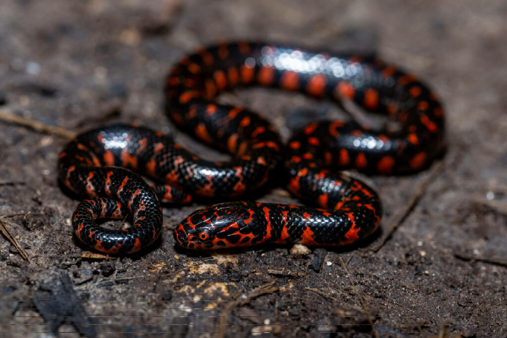 Vibrant Mud Snake Wallpaper: Exotic Patterns for Stunning Backgrounds