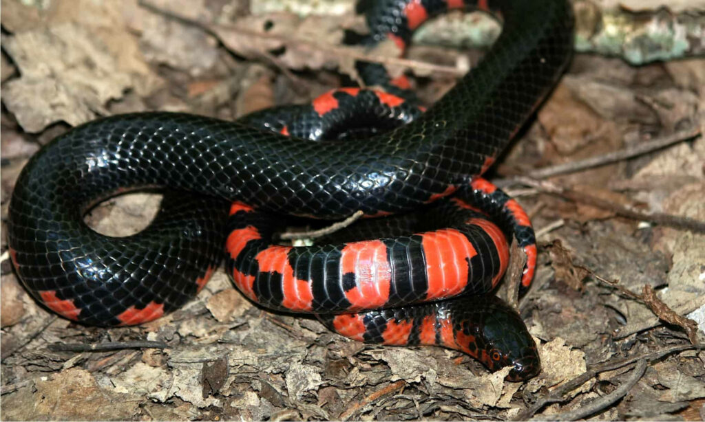 Vibrant Mud Snake Wallpaper: Striking Red & Black Bands on Nature