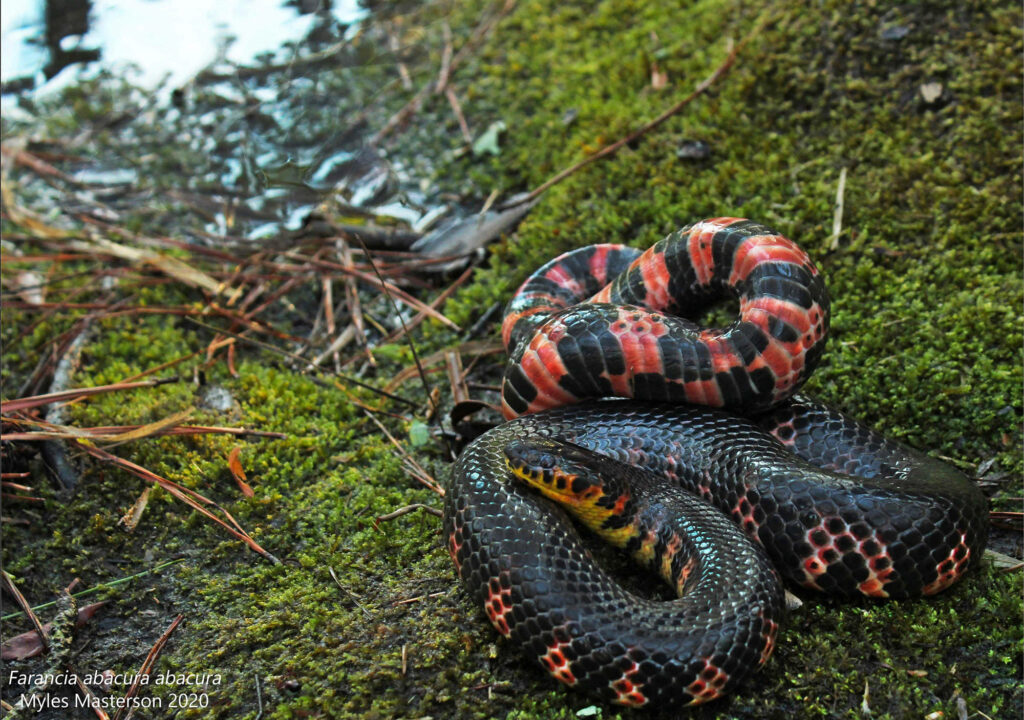 Vibrant Mud Snake Wallpaper: Black & Red Beauty on Green Moss