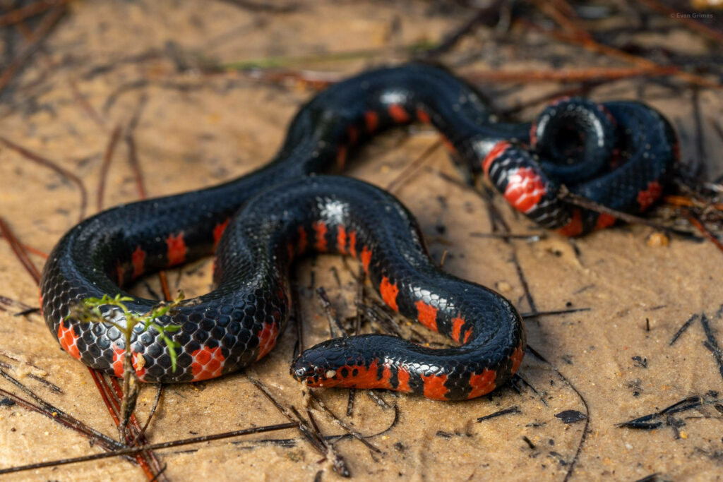 Vibrant Mud Snake Wallpaper: Elegant Red & Black Contrast on Sand