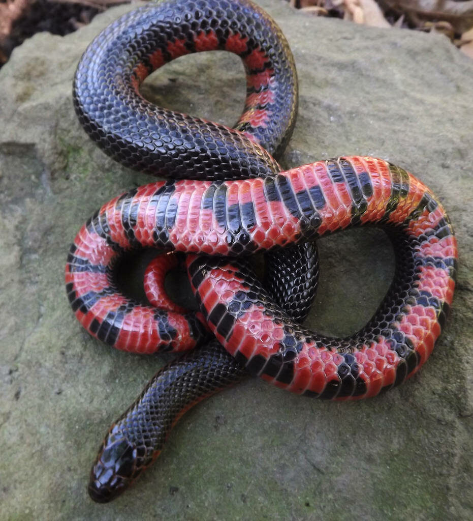 Vibrant Mud Snake Basking on Sunlit Rock - Nature Wallpaper