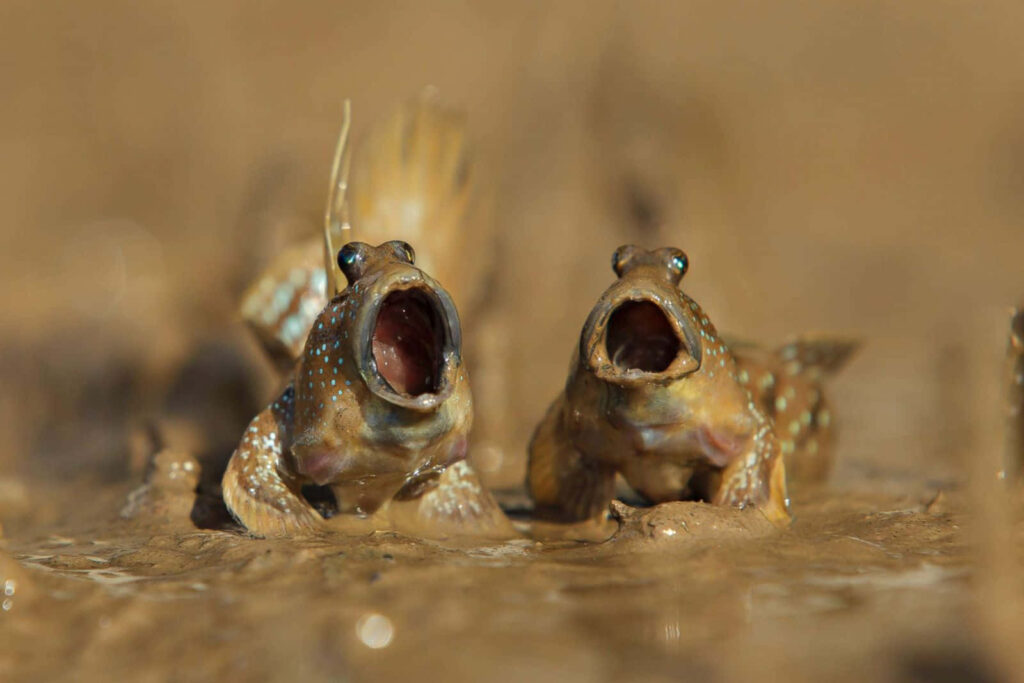 Playful Mudskippers: Lively Duo on Muddy Surface at Dawn Wallpaper