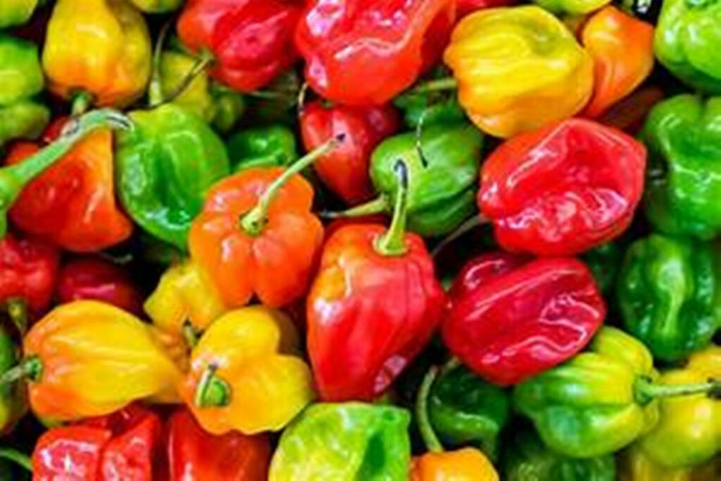 Vibrant Multi-Colored Bell Peppers Wallpaper Background - Fresh Appeal