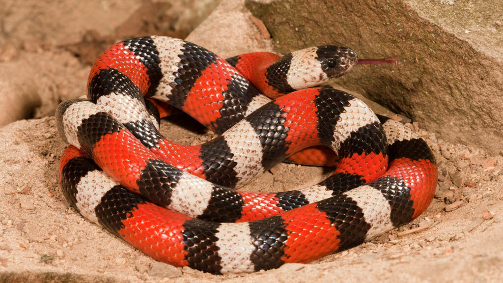 Vibrant Coral Snake on Soil: Striking Multicolored Wallpaper