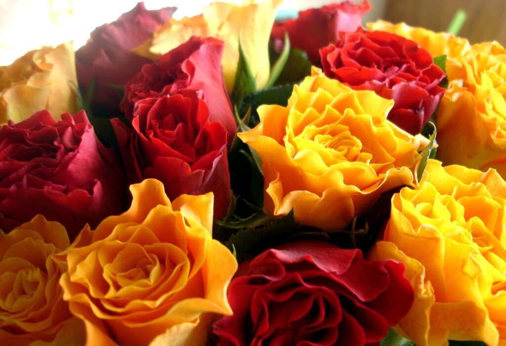 Stunning Close-Up: Multi-Colored Roses Wallpaper Background