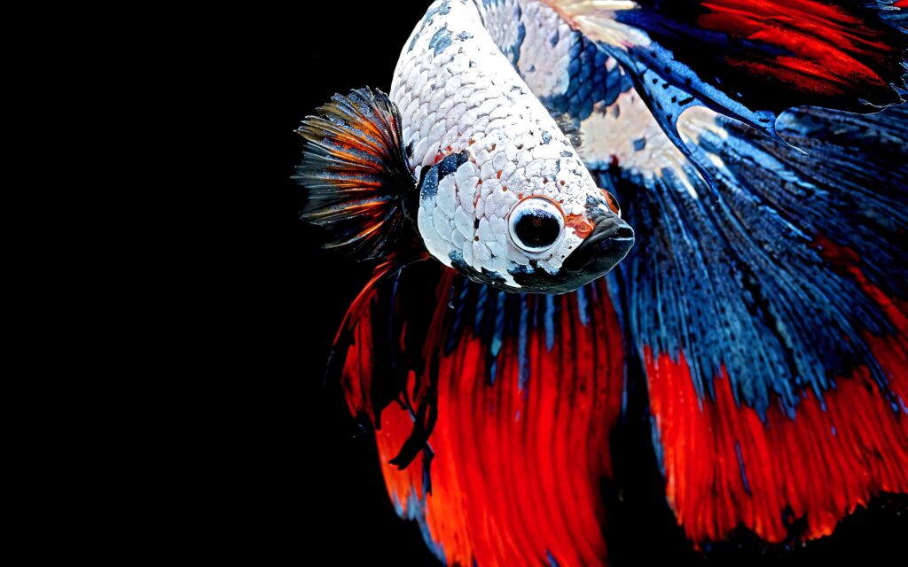 Vibrant multicolored Betta fish swimming gracefully on deep black background HD wallpaper